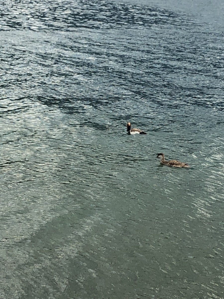 Red-crested Pochard - ML636484453