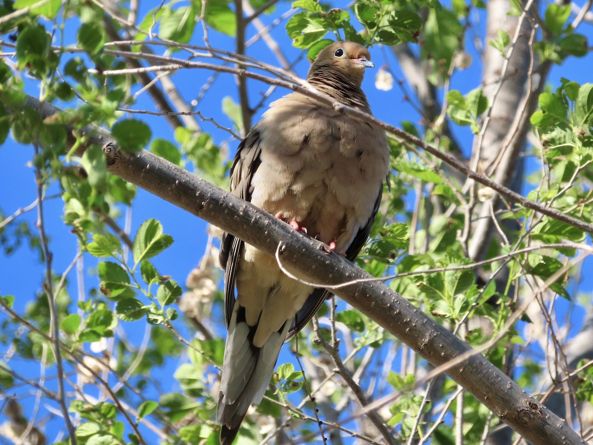 Mourning Dove - ML636484571