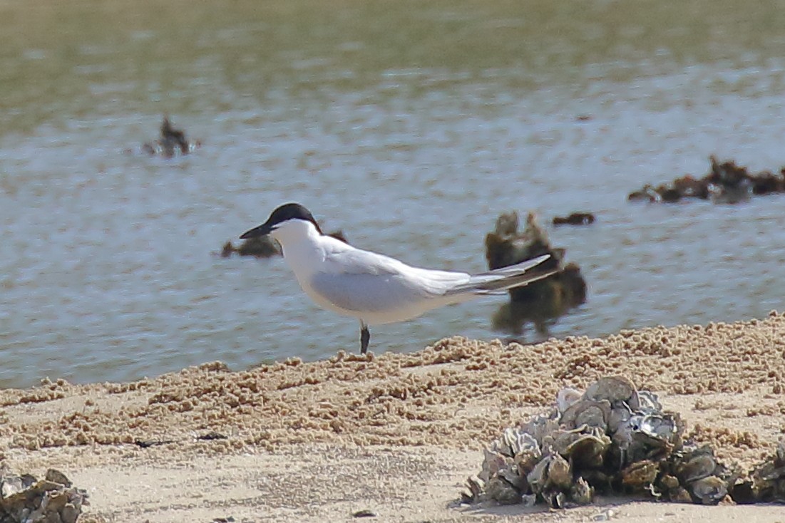 ハシブトアジサシ - ML636484590