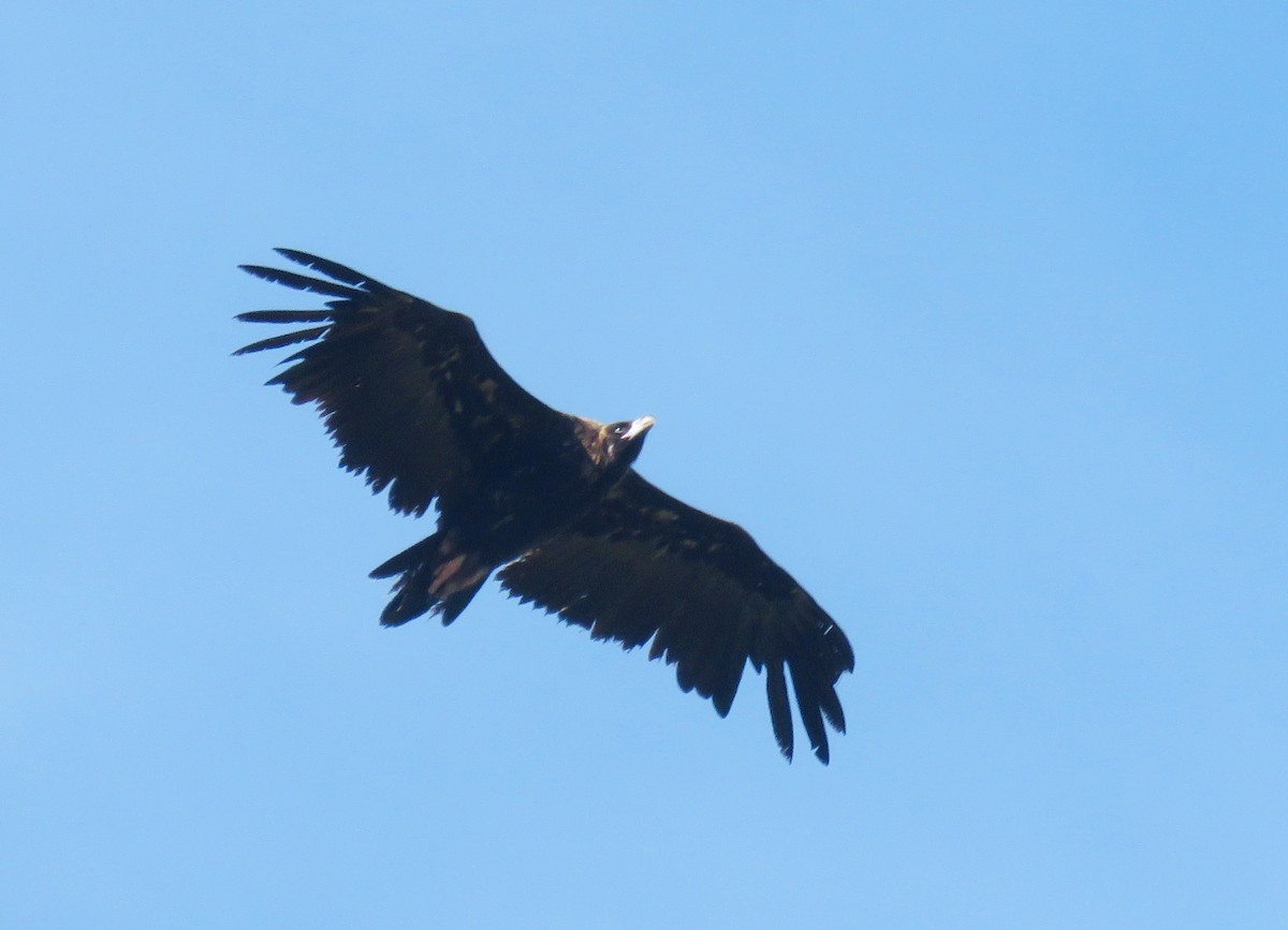 Cinereous Vulture - ML636484658
