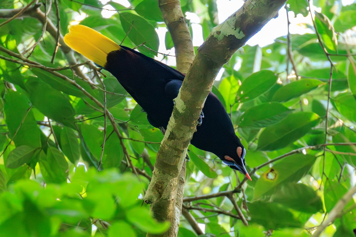 Black Oropendola - ML636484673