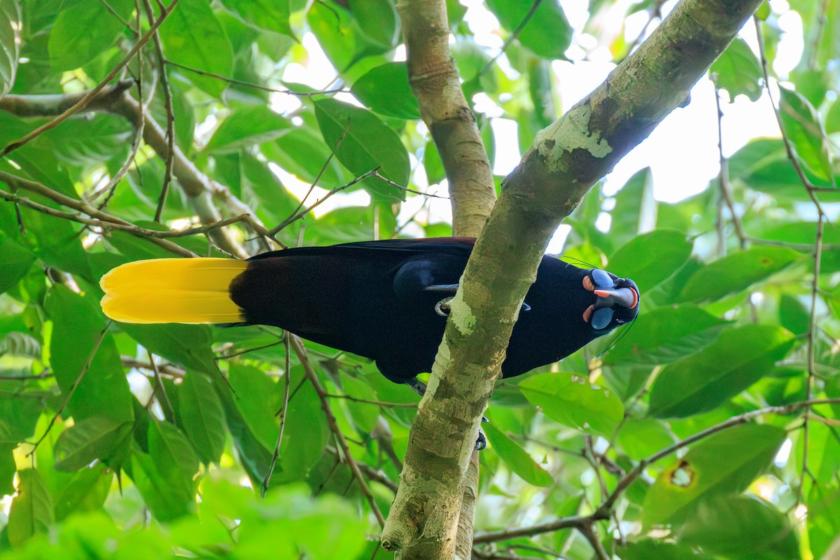 Black Oropendola - ML636484674