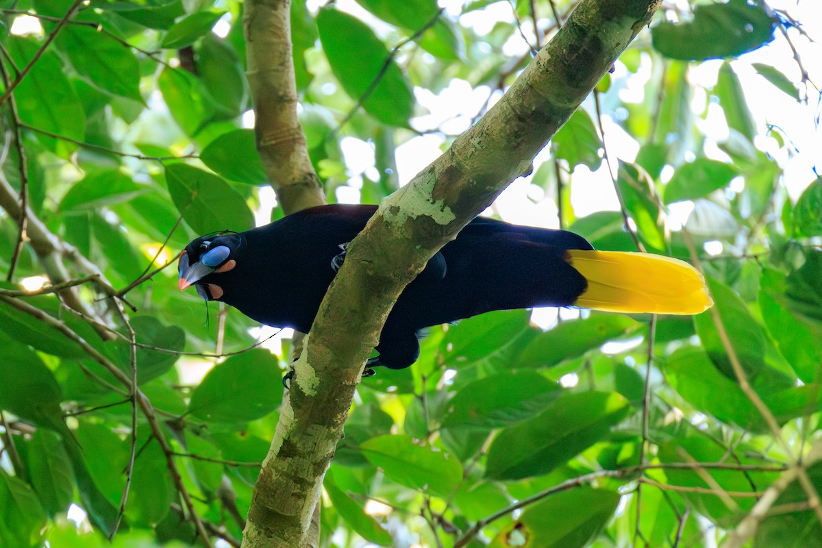 Black Oropendola - ML636484675