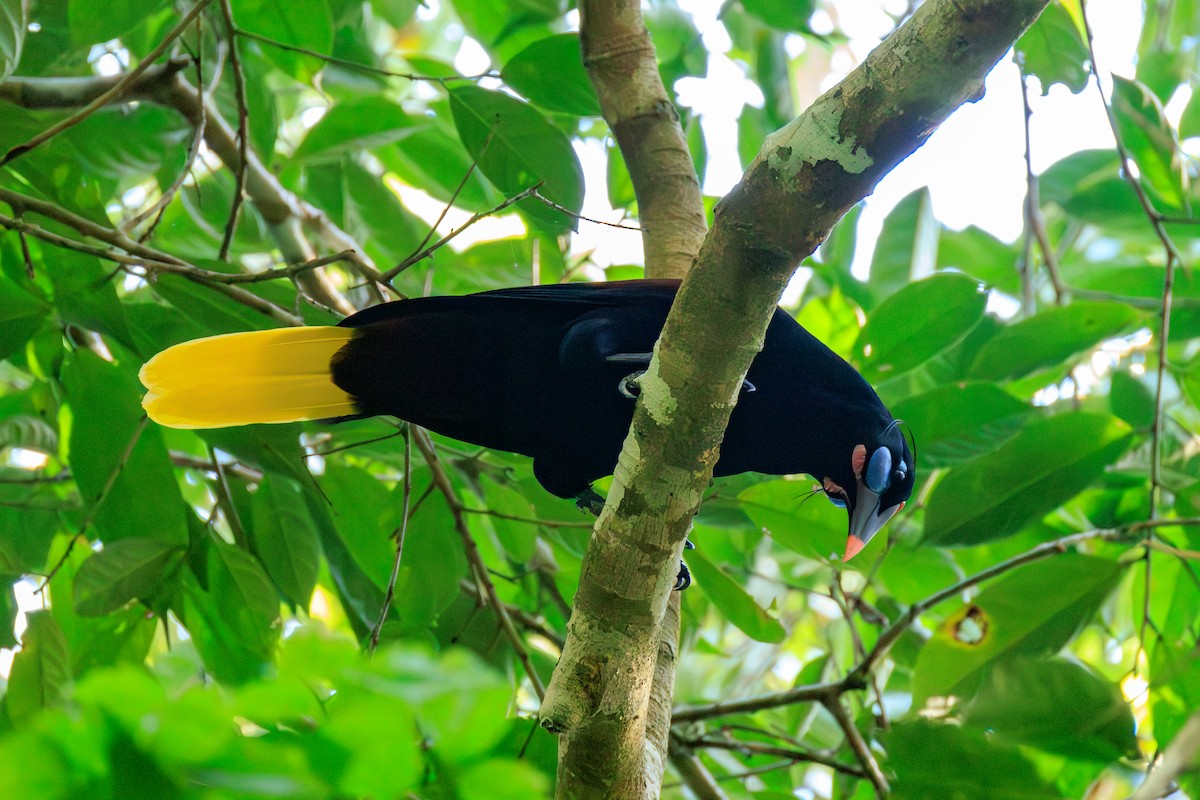 Black Oropendola - ML636484676