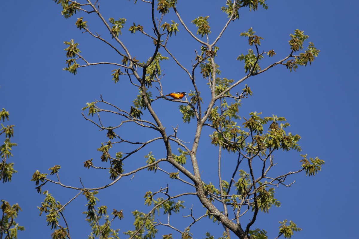 Oriole de Baltimore - ML636484680