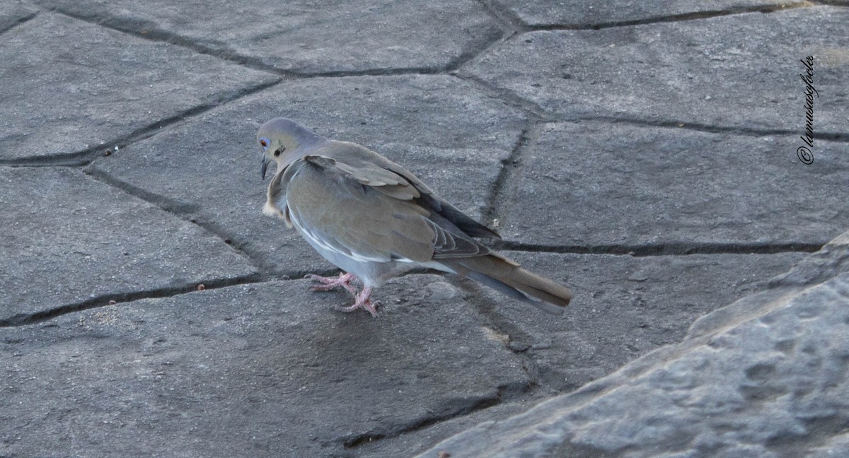 White-winged Dove - ML636484684