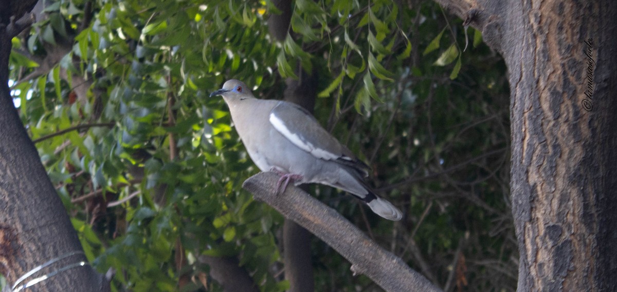 White-winged Dove - ML636484685