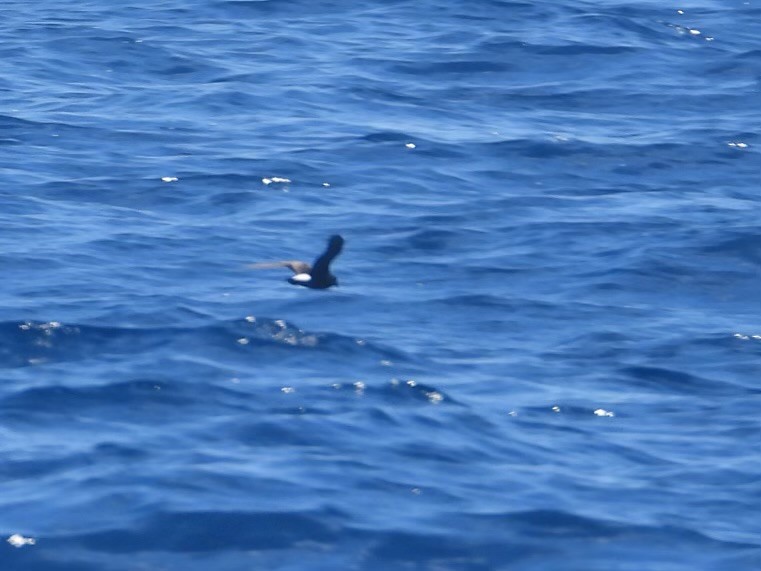 Wedge-rumped Storm-Petrel - ML636484732