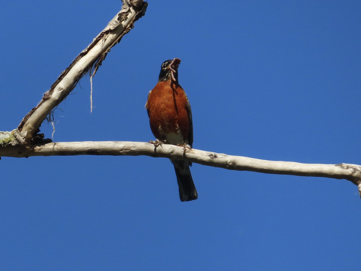 American Robin - ML636484733