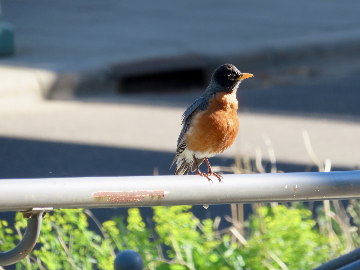 American Robin - ML636484734