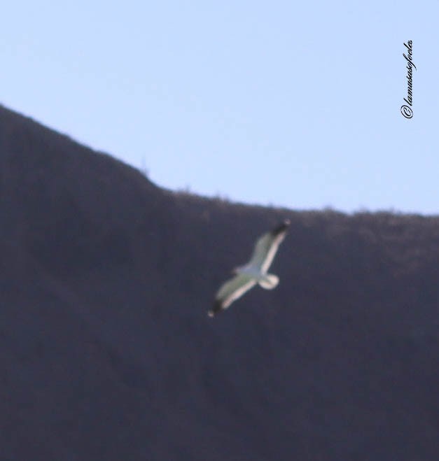Ring-billed Gull - ML636484753