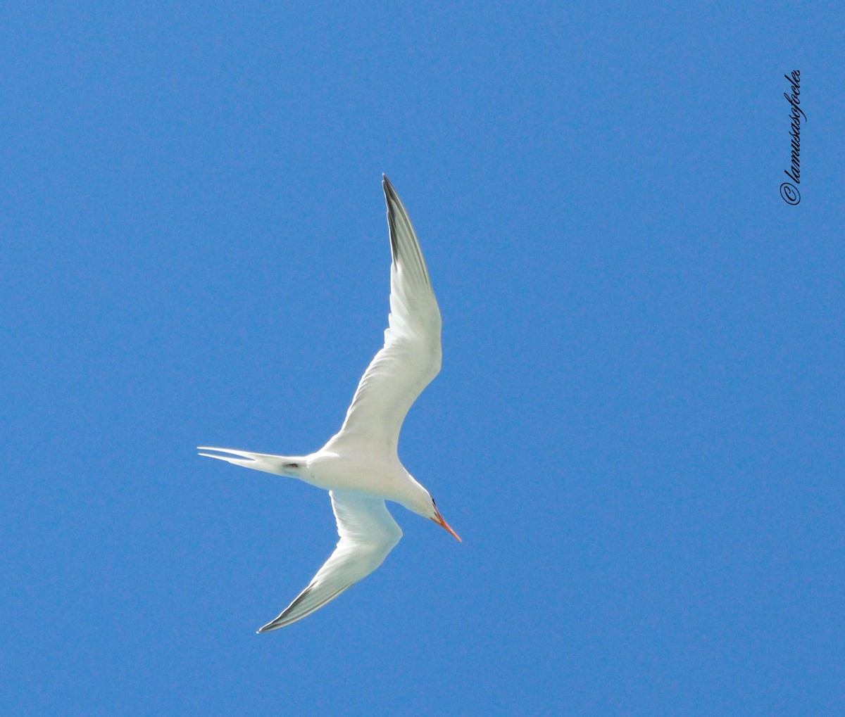 Royal Tern - ML636484786