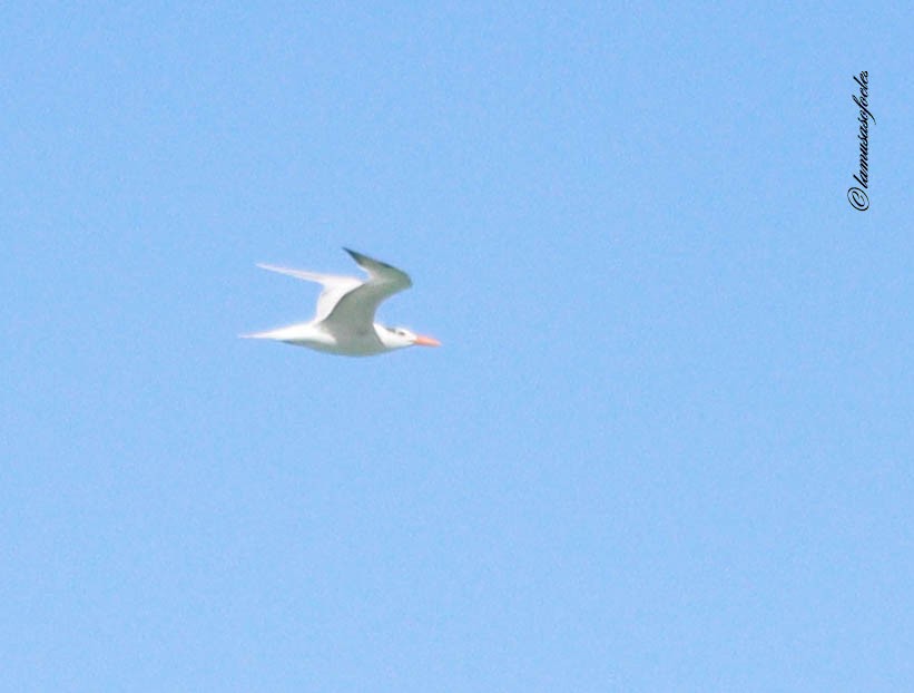 Royal Tern - ML636484787