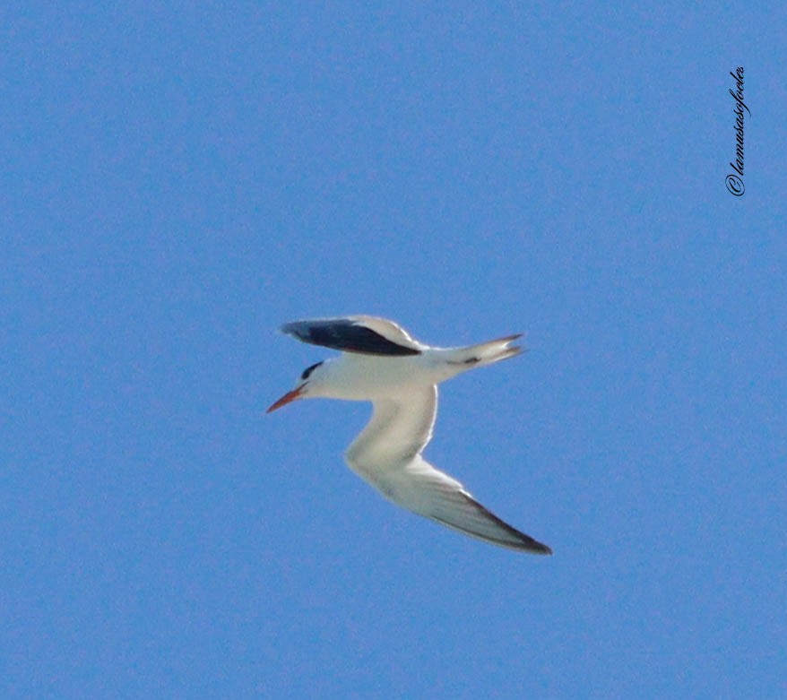 Royal Tern - ML636484789