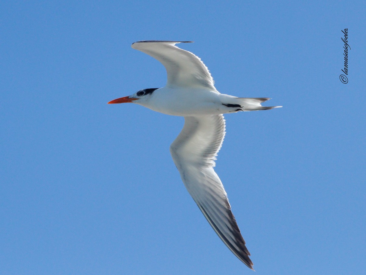 Royal Tern - ML636484790