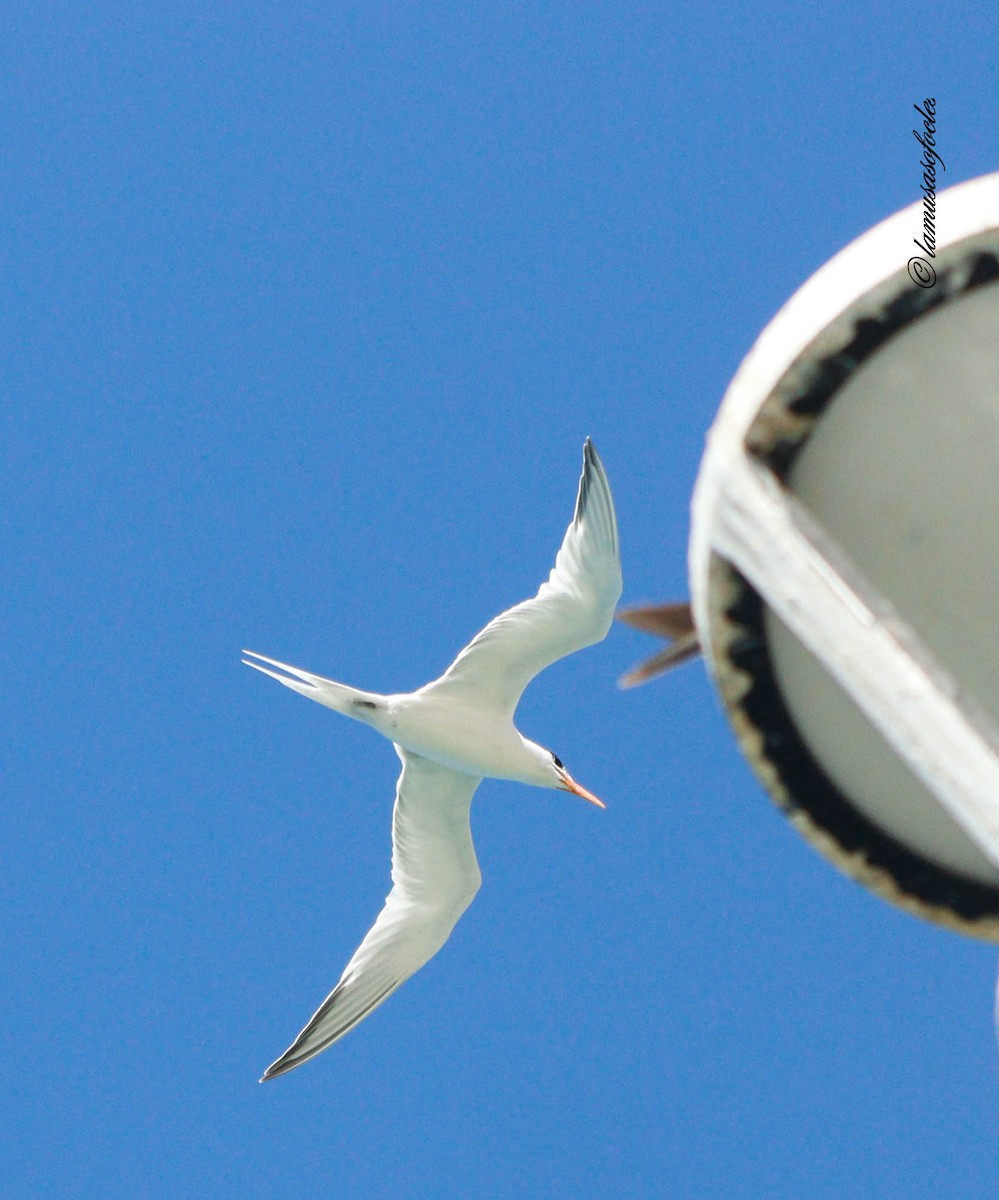 Royal Tern - ML636484791