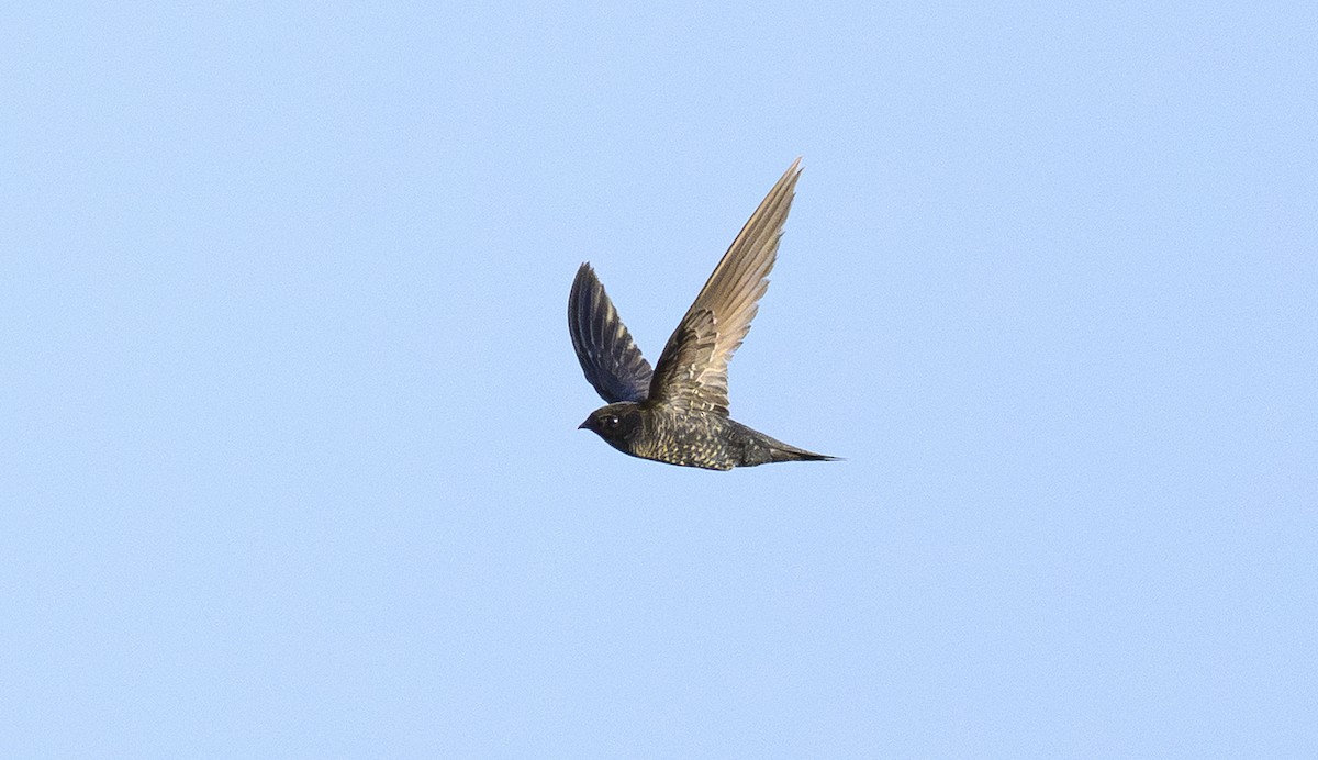 Dark-rumped Swift - ML636484872