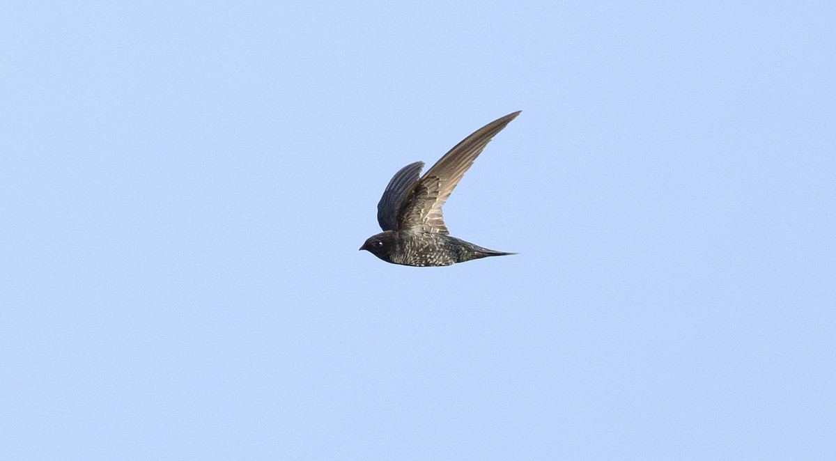 Dark-rumped Swift - ML636484873