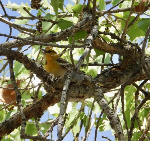 Bullock's Oriole - ML636484877