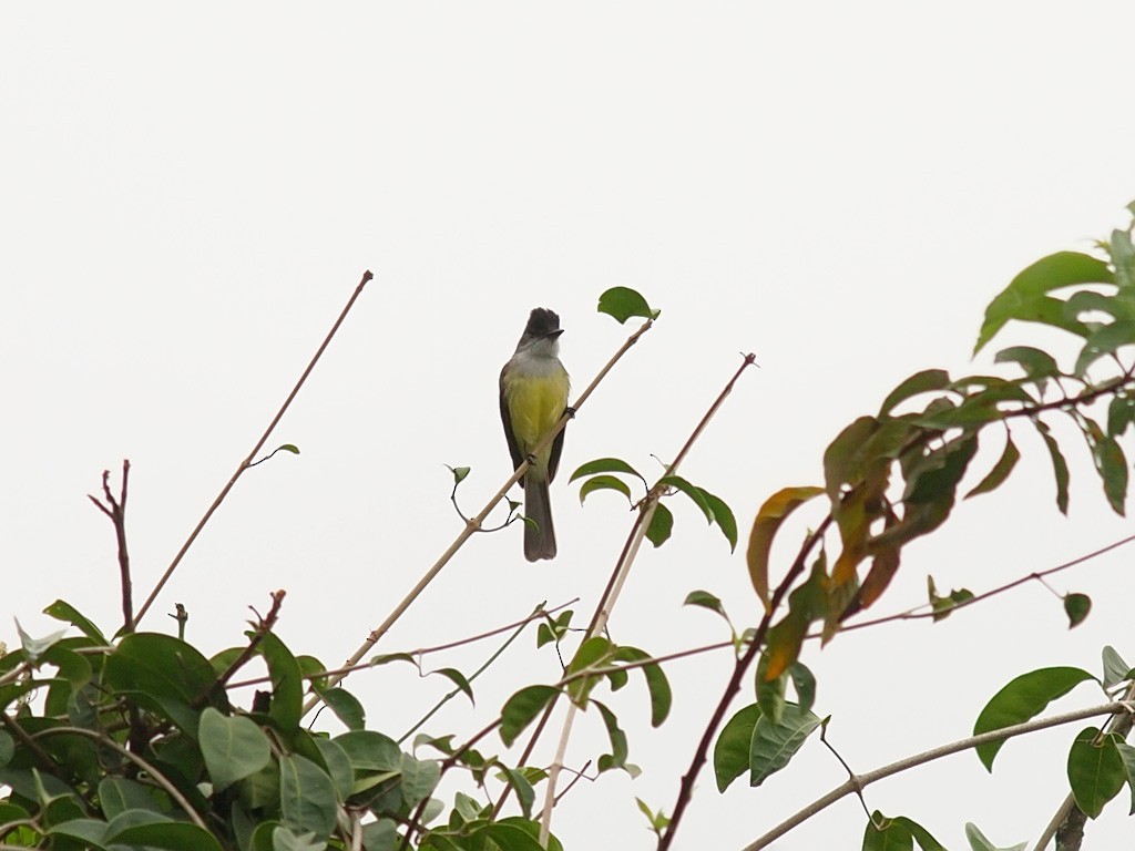 Sooty-crowned Flycatcher - ML636484878