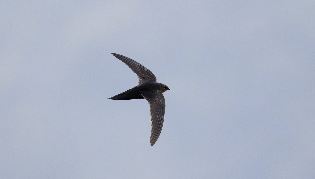Dark-rumped Swift - ML636484879