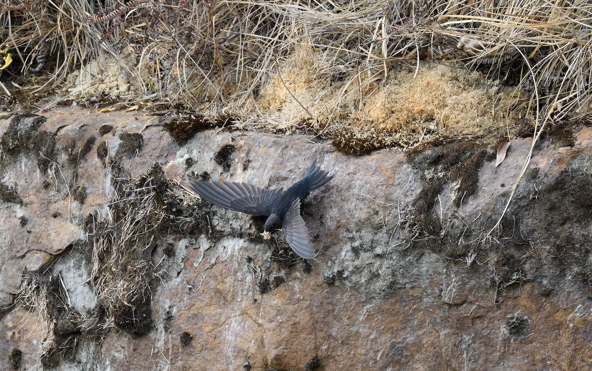 Dark-rumped Swift - ML636484892