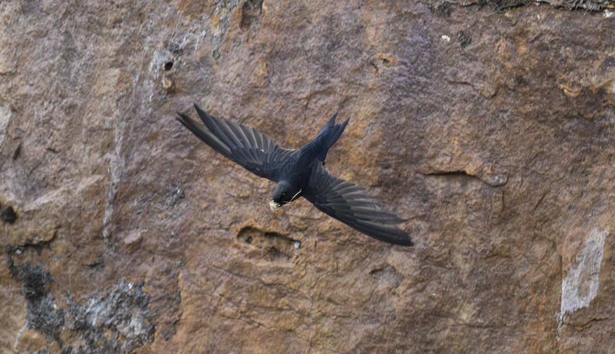 Dark-rumped Swift - ML636484910