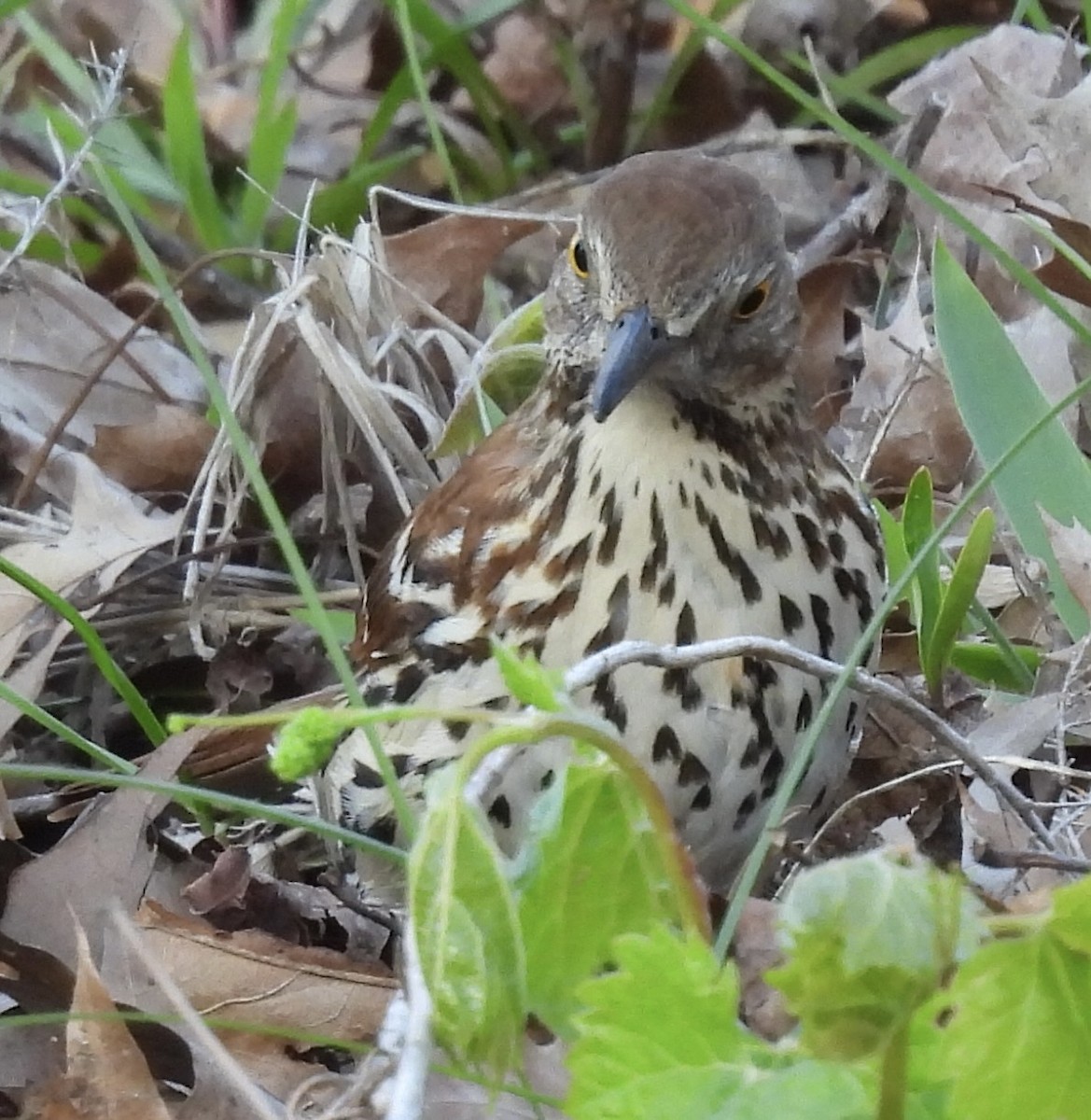 Brown Thrasher - ML636484945