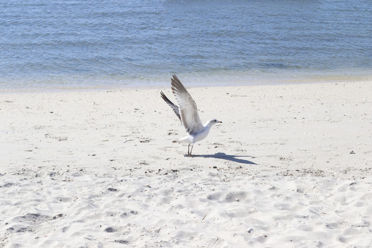 Western Gull - ML636484966