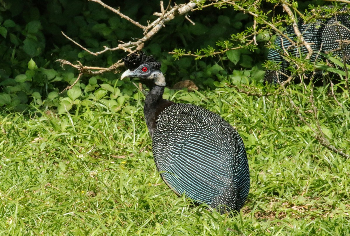 Southern Crested Guineafowl - ML636484977