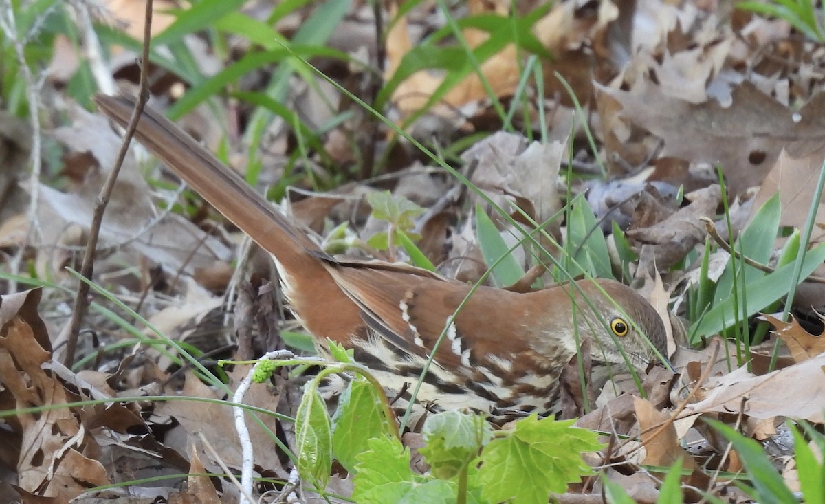 Brown Thrasher - ML636484984