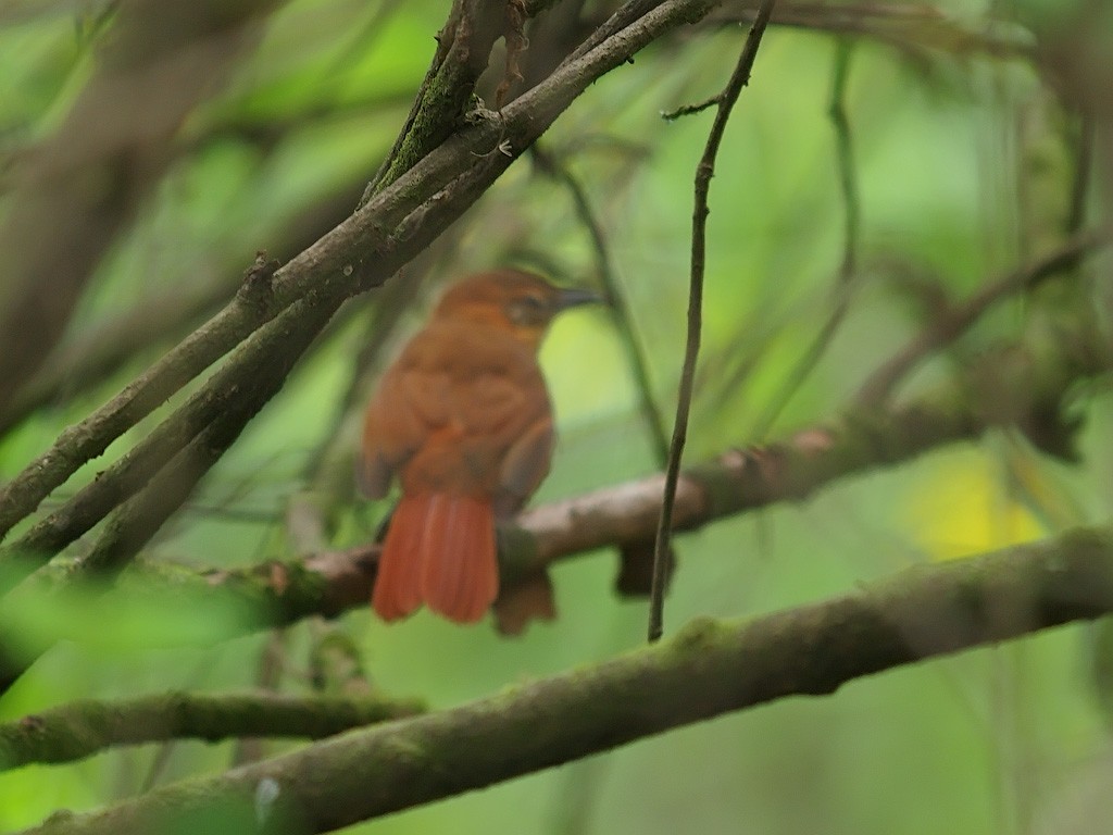 Rufous-necked Foliage-gleaner - ML636484997