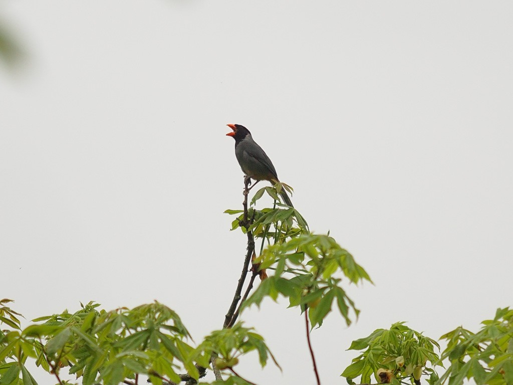 Black-cowled Saltator - ML636485012