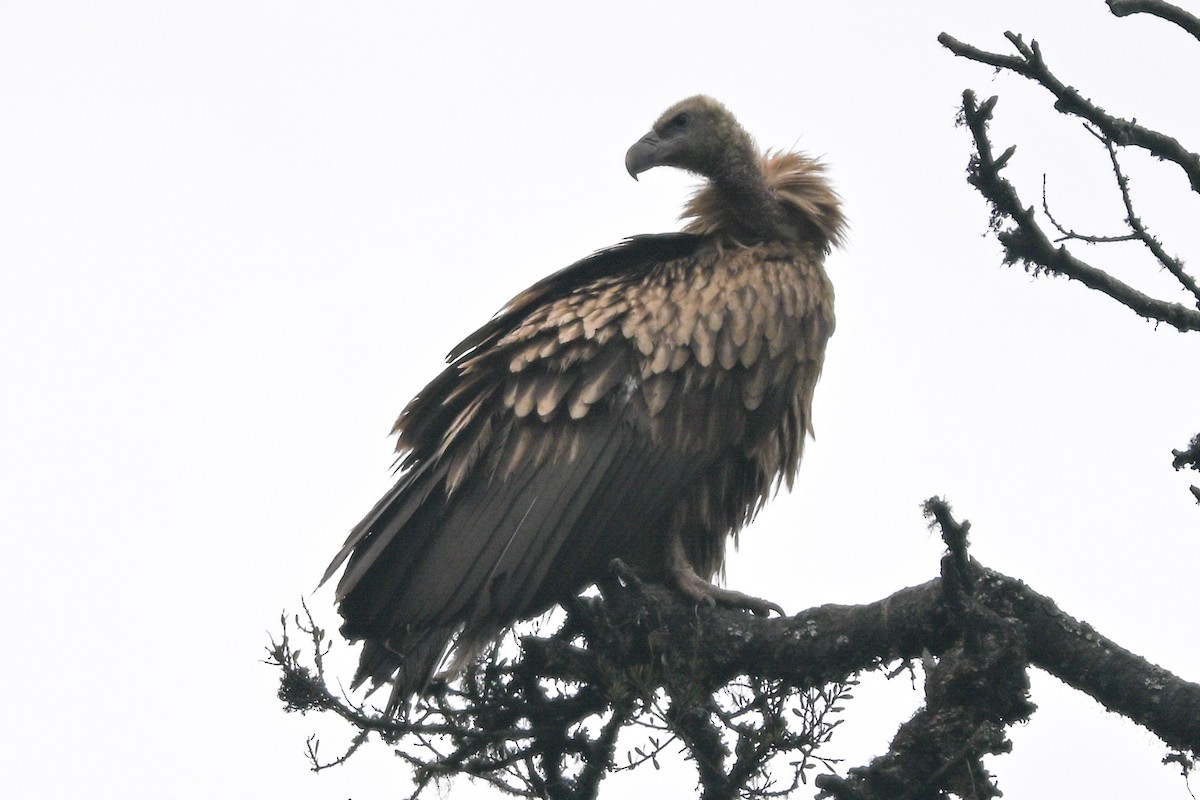 Himalayan Griffon - ML636485027