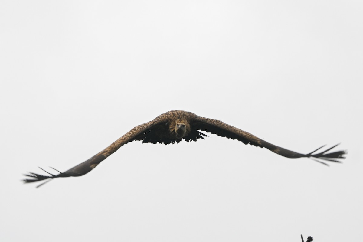 Himalayan Griffon - ML636485029