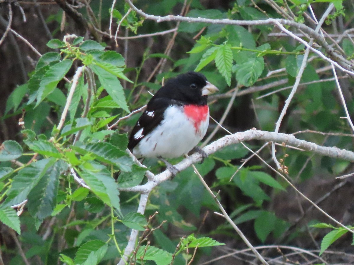 Rose-breasted Grosbeak - ML636485152