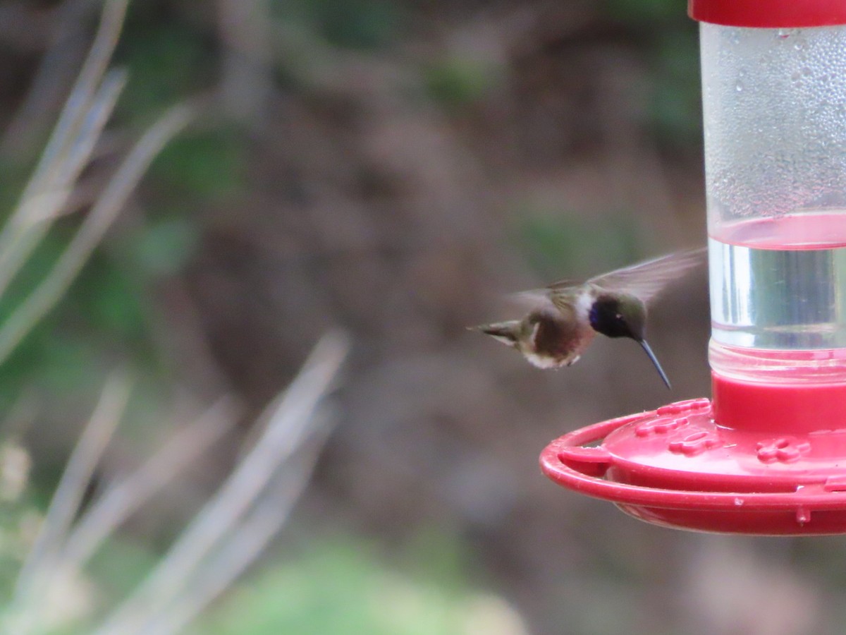 Black-chinned Hummingbird - ML636485169