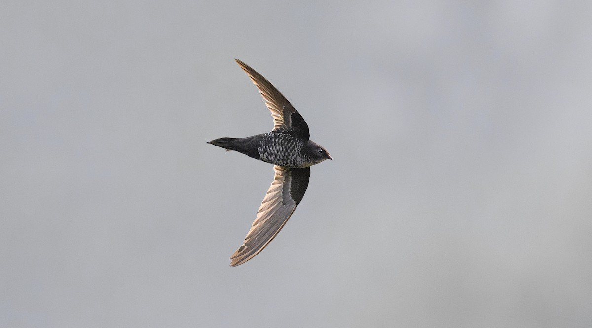 Dark-rumped Swift - ML636485251