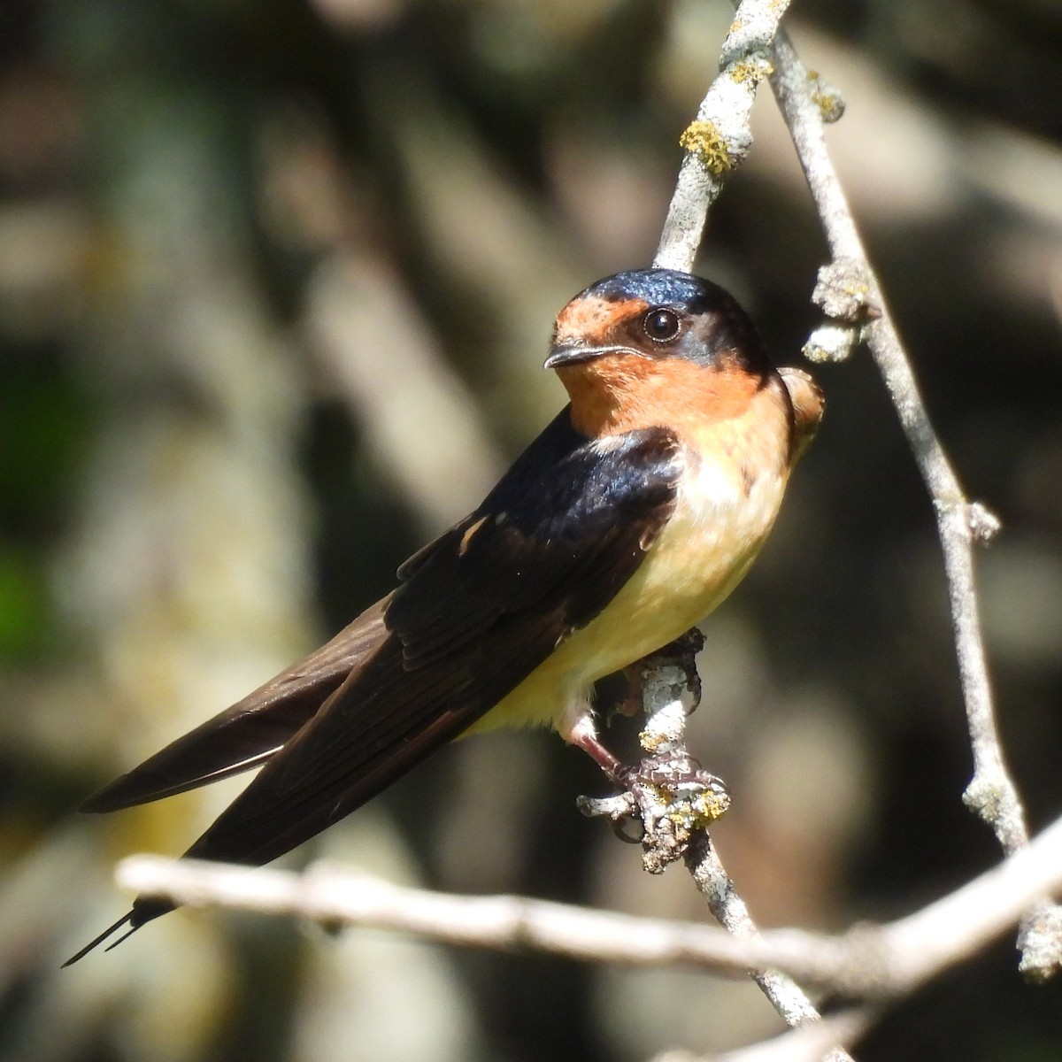 ツバメ（erythrogaster） - ML636485257