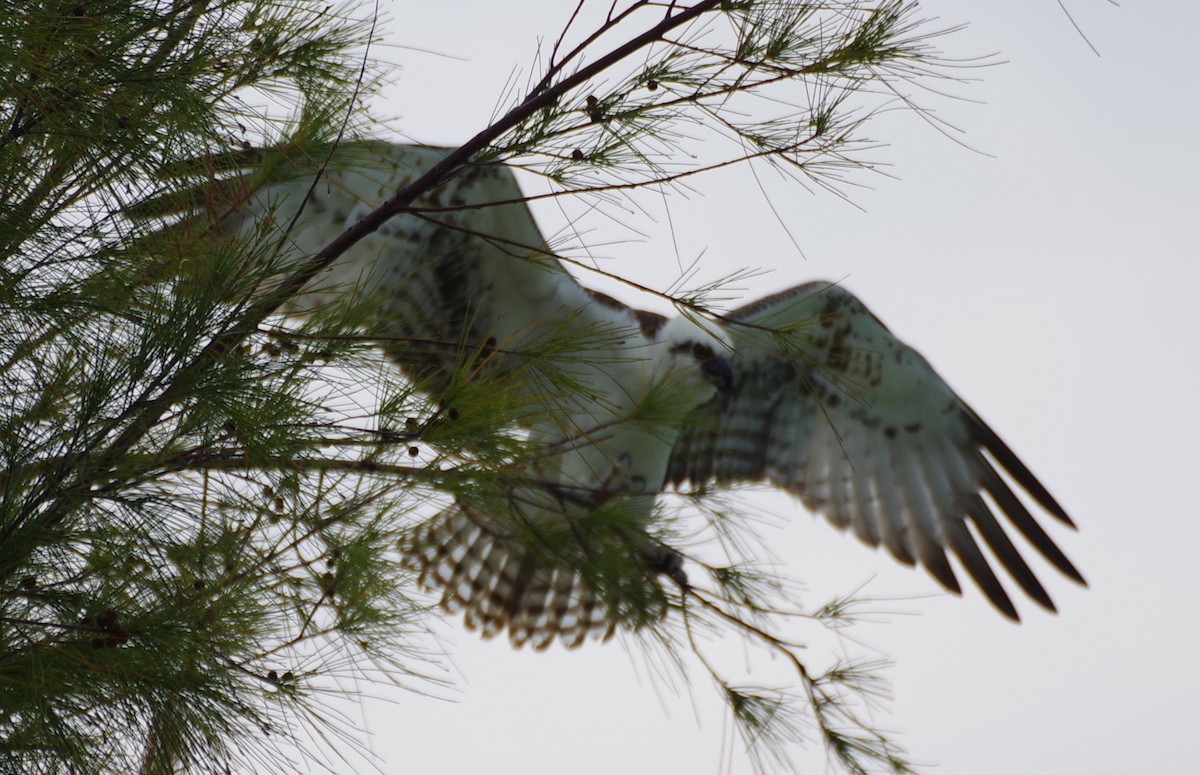 Osprey - ML636485325