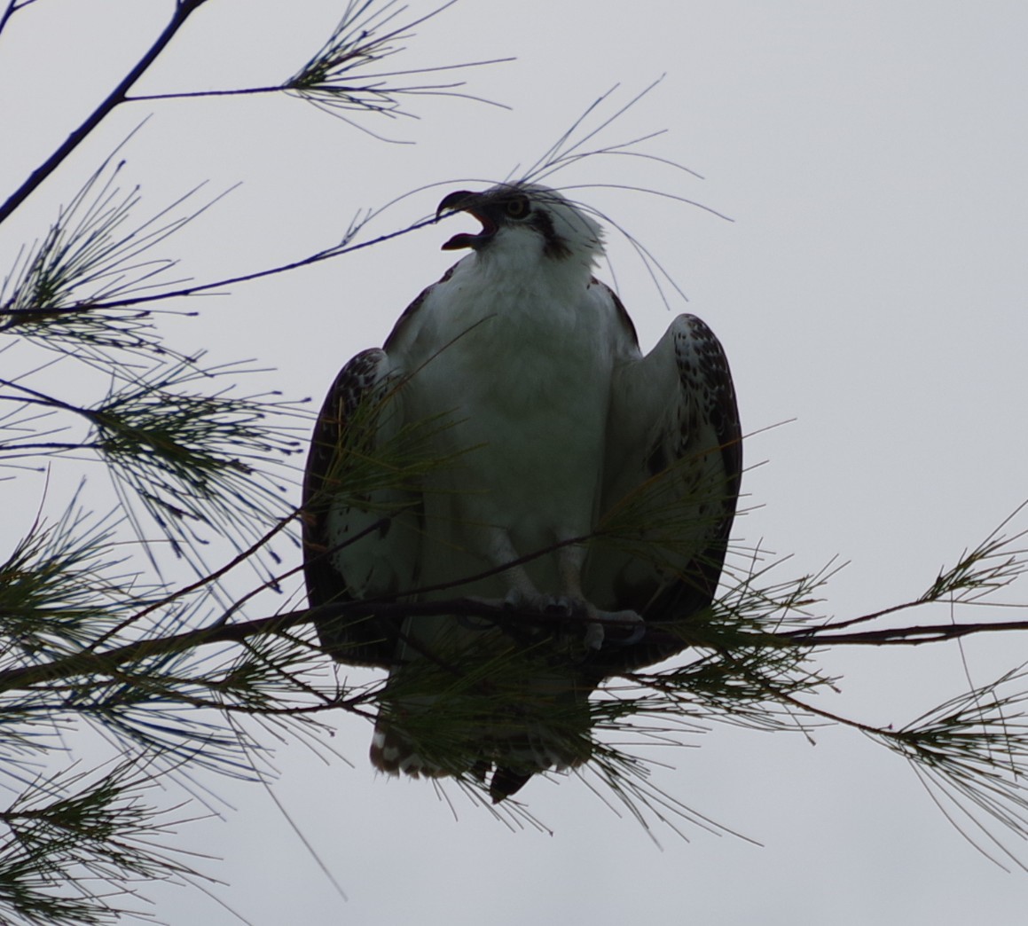 Osprey - ML636485326