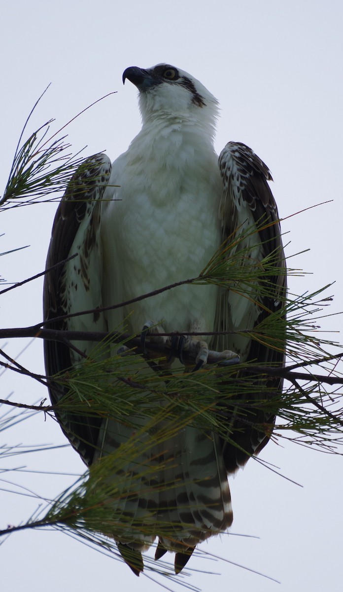 Osprey - ML636485328