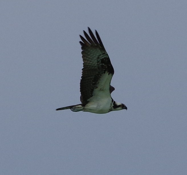 Osprey - ML636485329