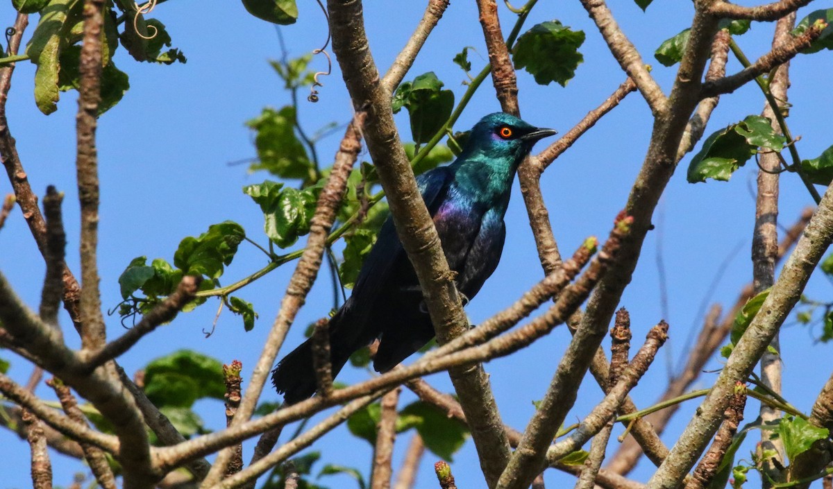 Black-bellied Starling - ML636485331