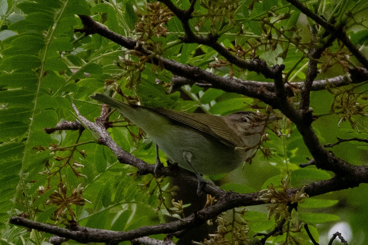 Red-eyed Vireo - ML636485384