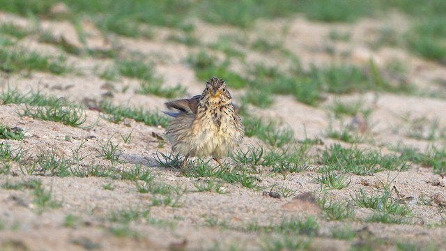 Corn Bunting - ML636485398