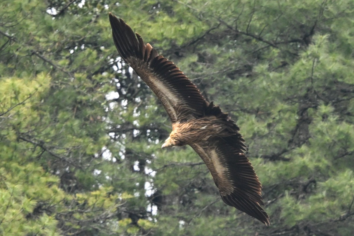 Himalayan Griffon - ML636485472