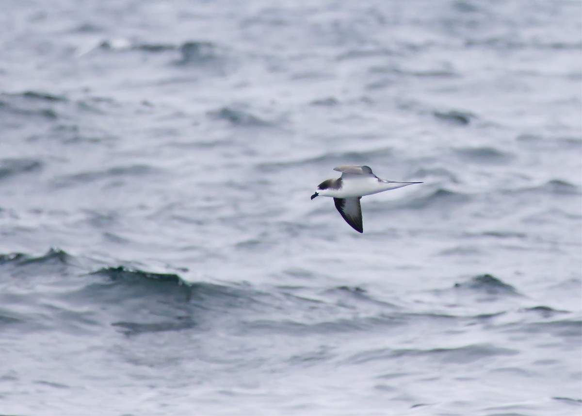 Hawaiian Petrel - ML636485489