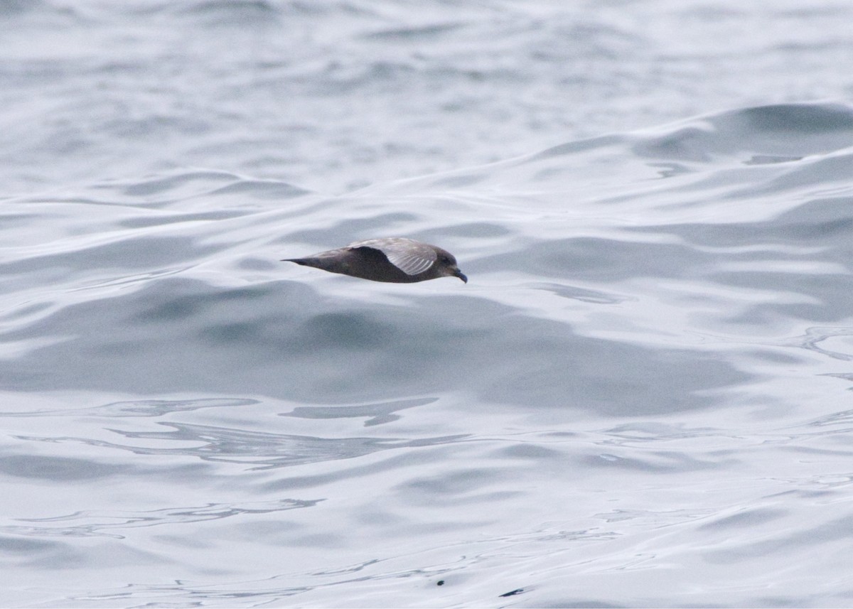 Murphy's Petrel - ML636485538