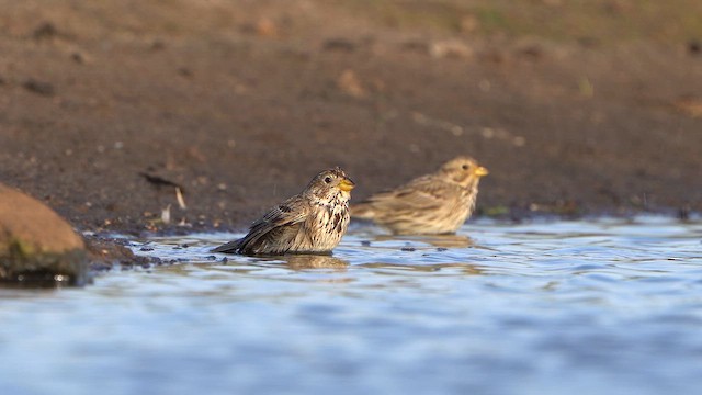 Corn Bunting - ML636485563